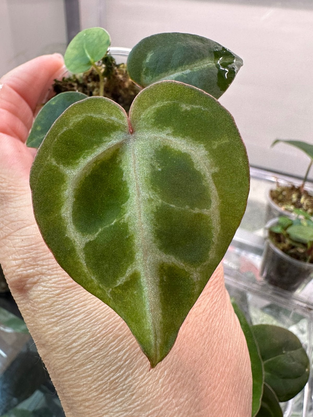 Anthurium indo crystallinum X michelle, Huis en Inrichting, Kamerplanten, Ophalen of Verzenden, Halfschaduw, Minder dan 100 cm