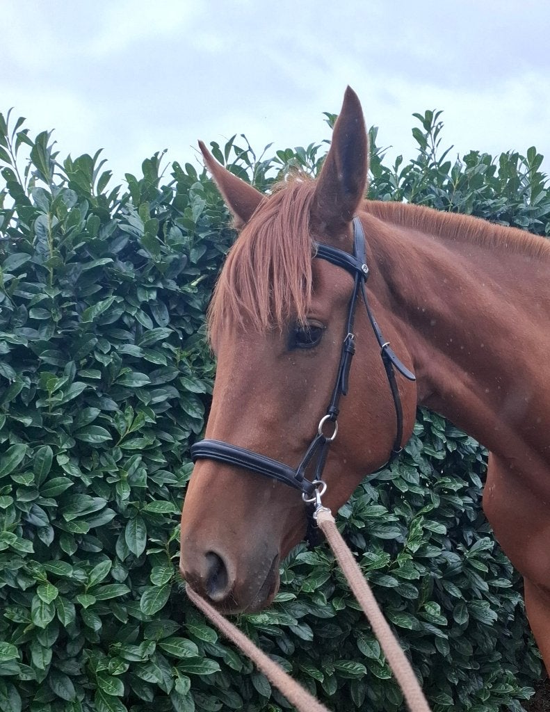 Bitloos hoofdstel Harry's Horse, Dieren en Toebehoren, Paarden en Pony's | Hoofdstellen en Tuigage, Hoofdstel, Harry's Horse, Ophalen of Verzenden