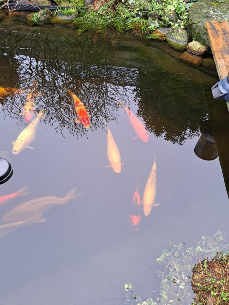 Koi karpers, Karper of Koi