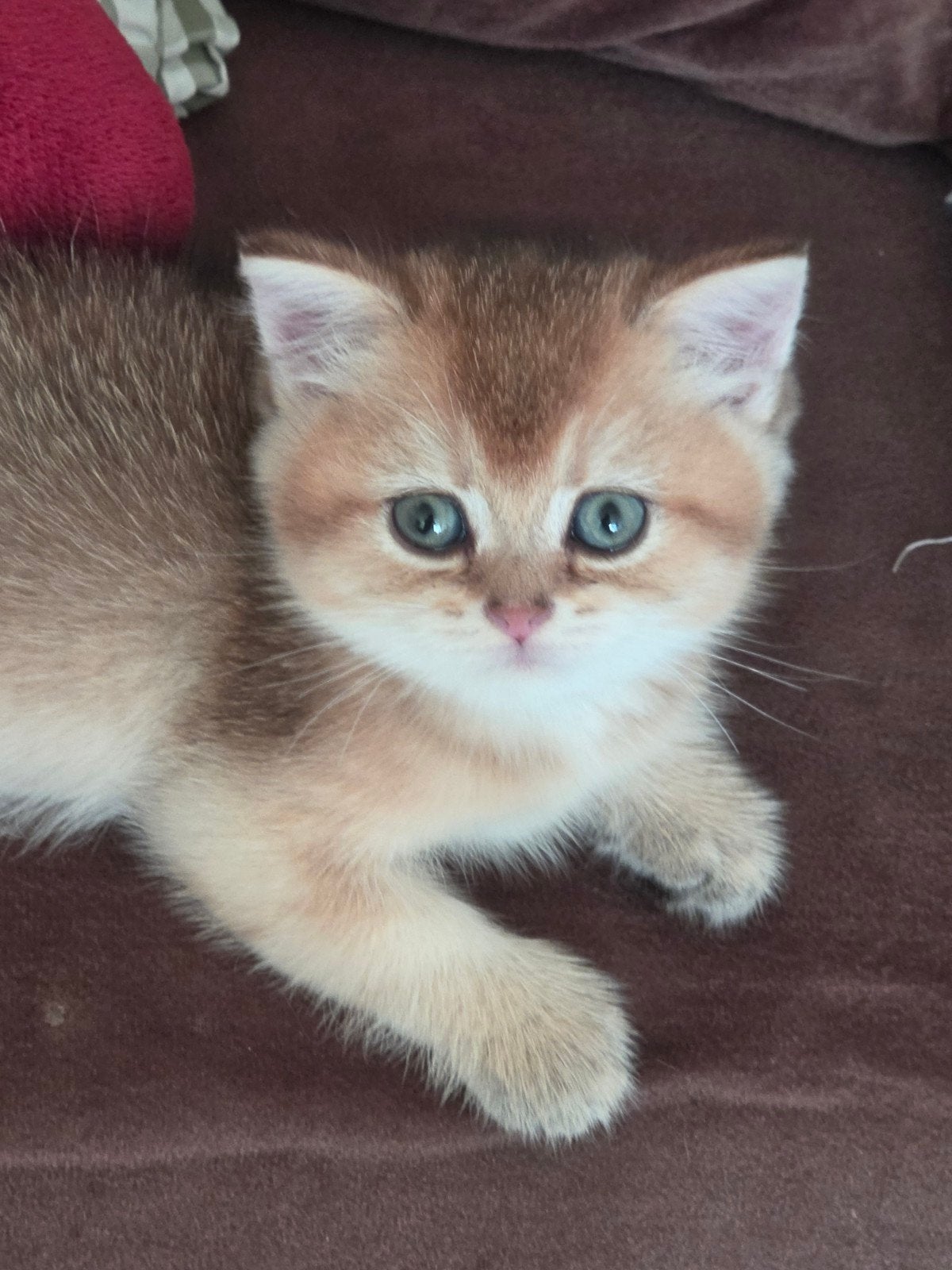 kittens., Dieren en Toebehoren, Kater, Met stamboom