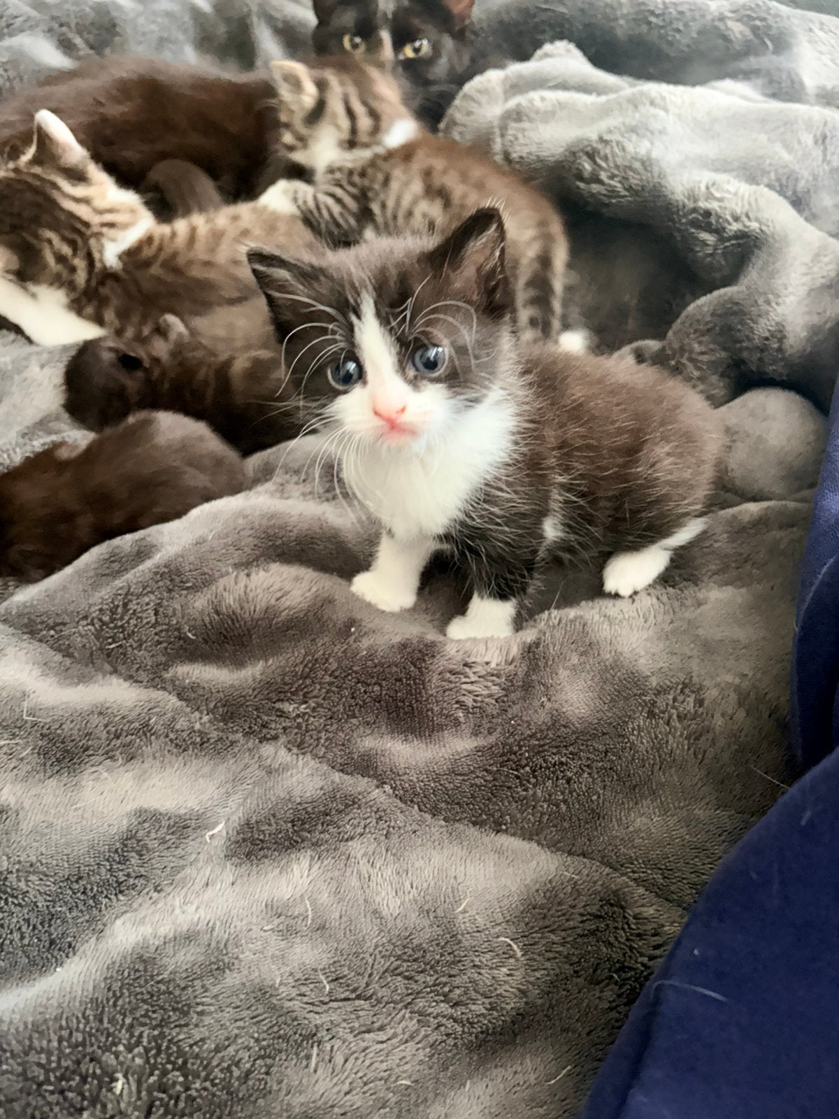 Te koop 2 nestjes met kittens, Dieren en Toebehoren, Katten en Kittens | Raskatten | Langhaar, Meerdere dieren