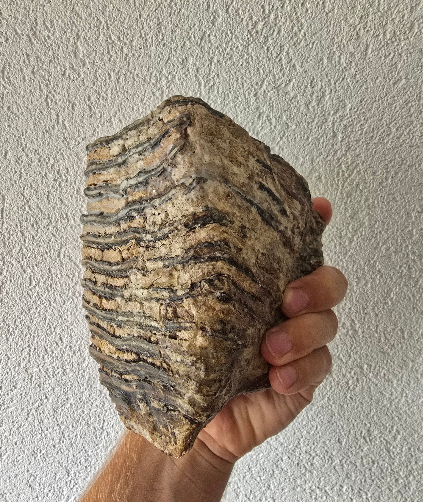 Fossiele Mammoet Kies - 15cm, Verzamelen, Ophalen of Verzenden, Fossiel