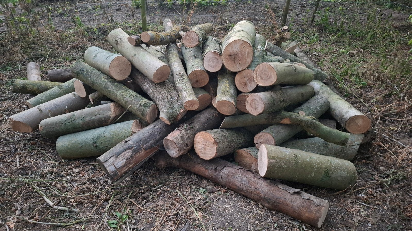 Ruim 6 m³ Essenhout Stammen - Ideaal Haardhout!, 6 m³ of meer, Ophalen, Essenhout, Stammen