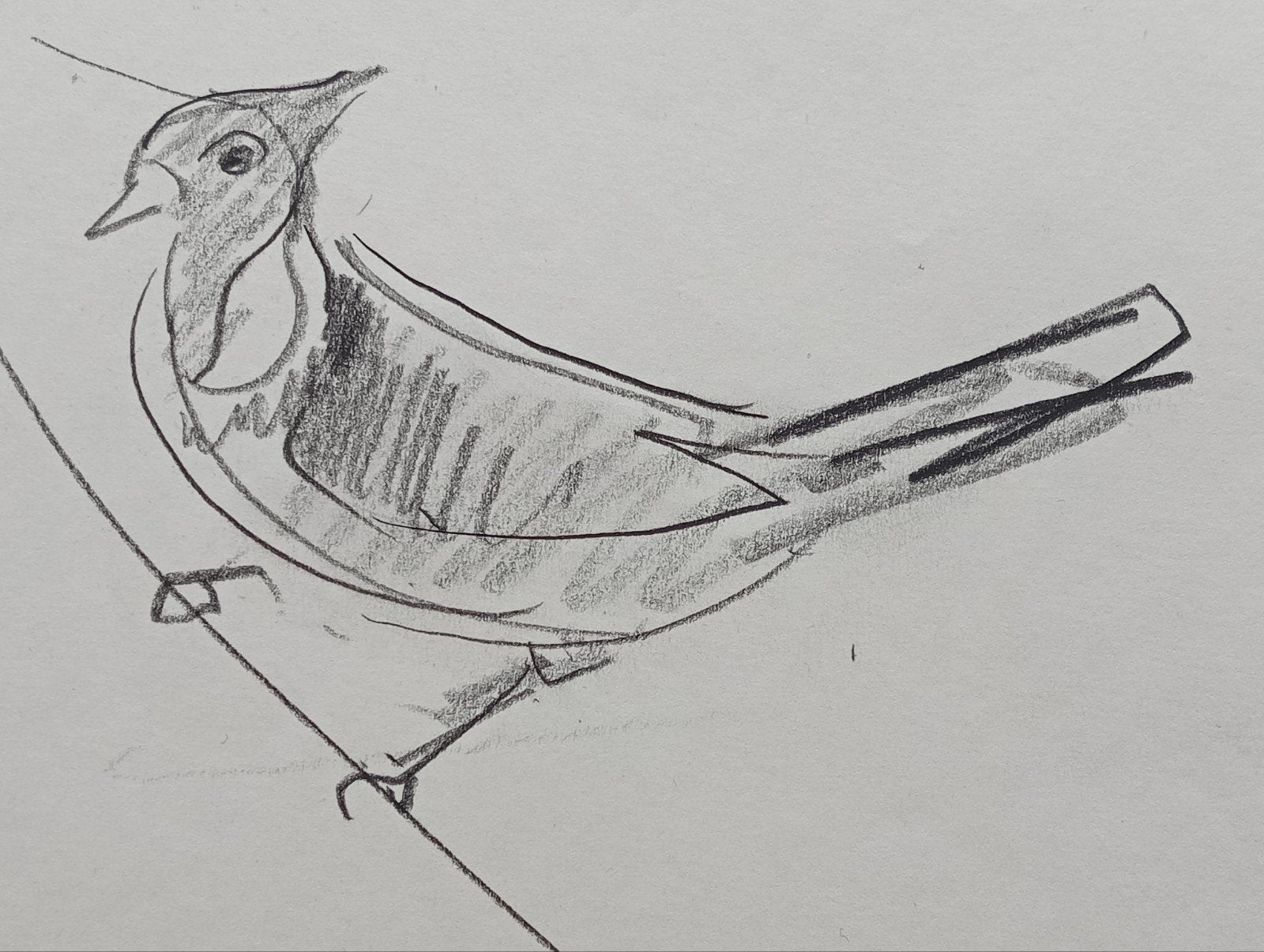 Jan Visser tekening vogels jaren 40-50 Blijdorp Rotterdam, Antiek en Kunst, Kunst | Tekeningen en Foto's, Ophalen of Verzenden