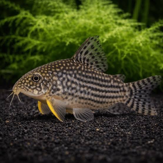 Corydora Sterbai, Dieren en Toebehoren, Vissen | Aquariumvissen, Vis