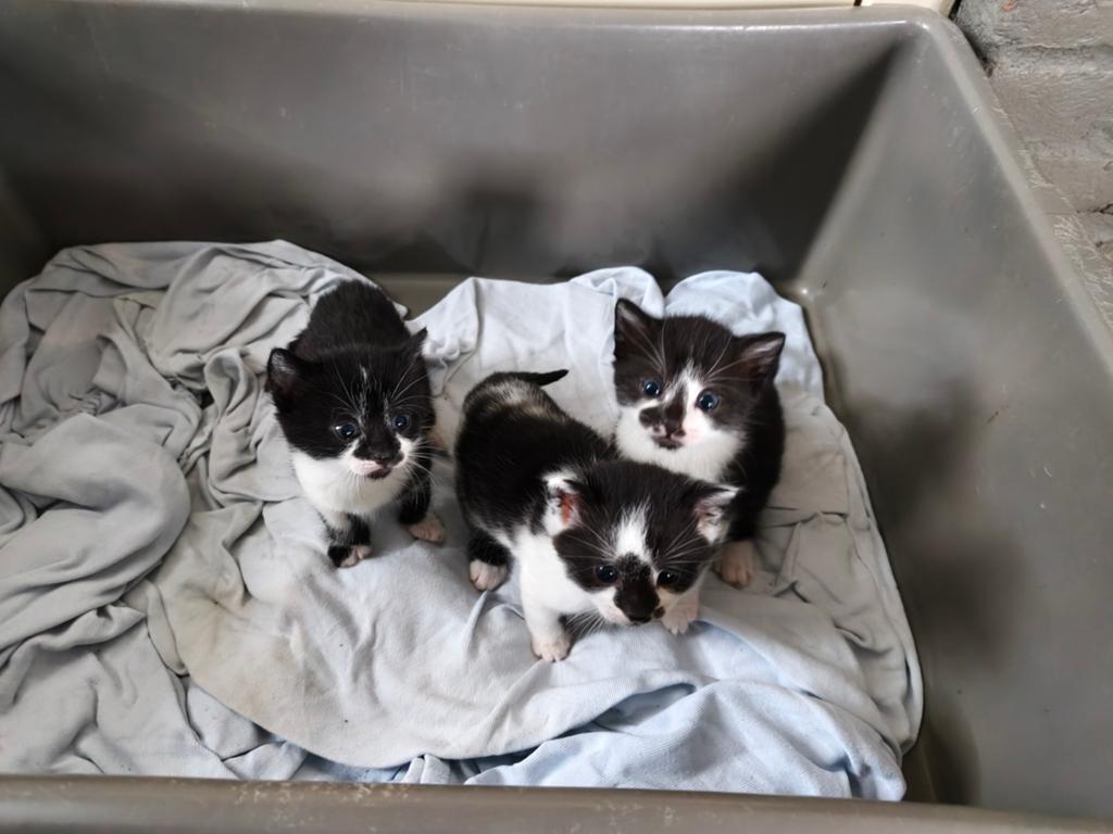 Nestje lieve kittens, Meerdere dieren