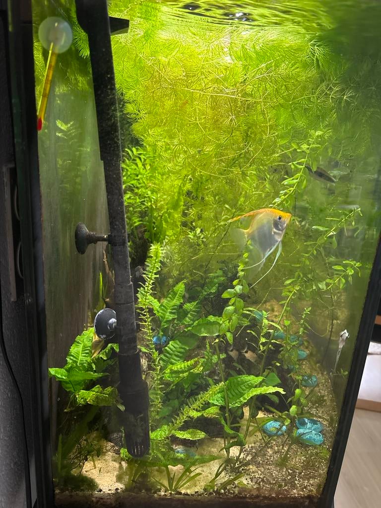 Compleet en goed draaien aquarium juwel vision 260, Ophalen, Gebruikt, Inclusief vissen, Gevuld zoetwateraquarium