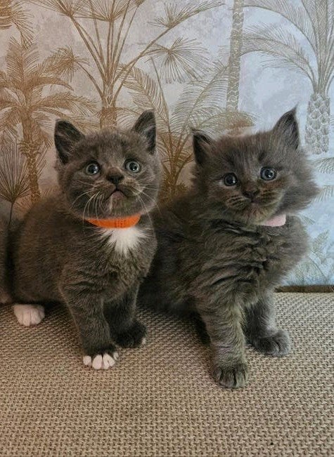Maine coon x Ragdoll kittens, Dieren en Toebehoren, Meerdere dieren, Gechipt, 0 tot 2 jaar