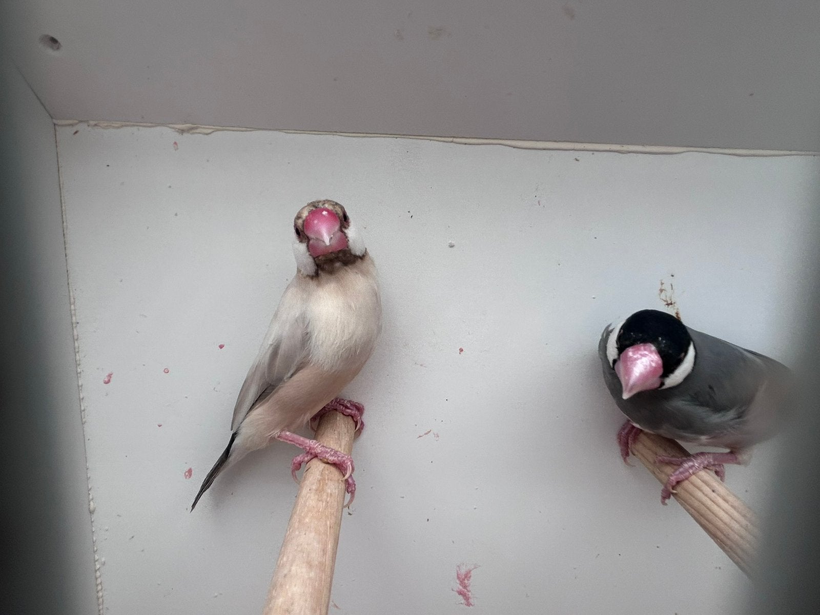 Rijstvogels, Meerdere dieren