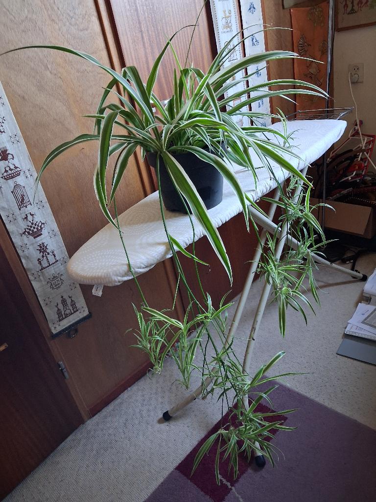 kamerplant grote gras lelie veel jonge stekken zeer mooi, Ophalen, Overige soorten, Halfschaduw, In pot