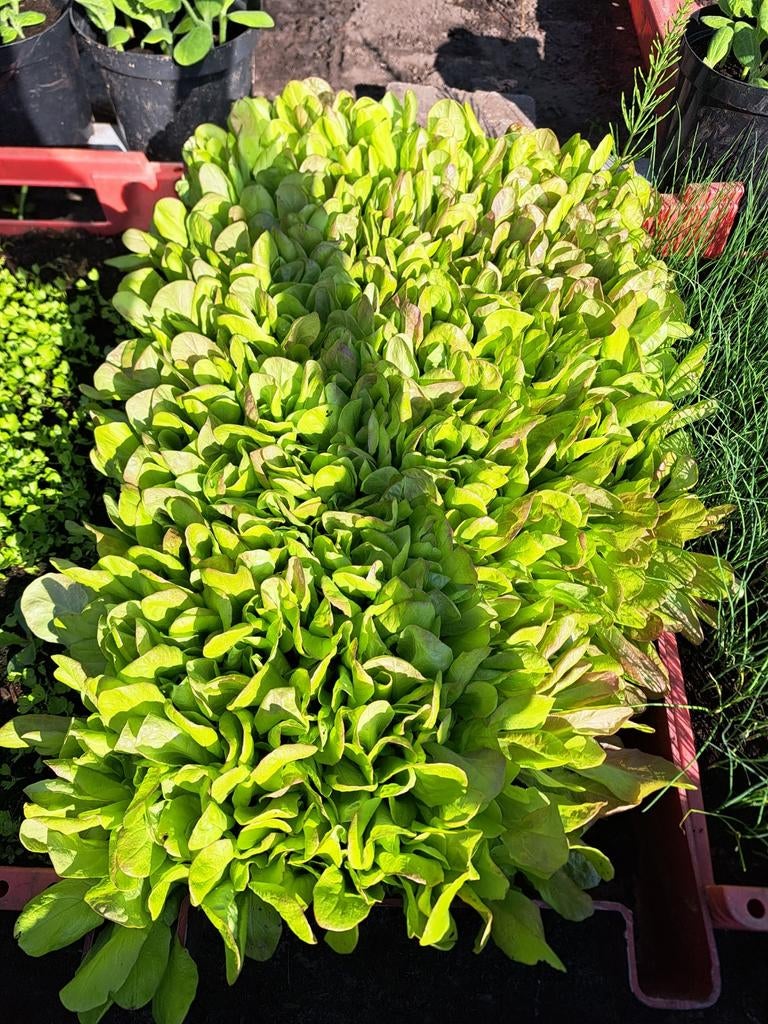 Sla plantjes, Tuin en Terras, Ophalen, Overige soorten, Minder dan 100 cm