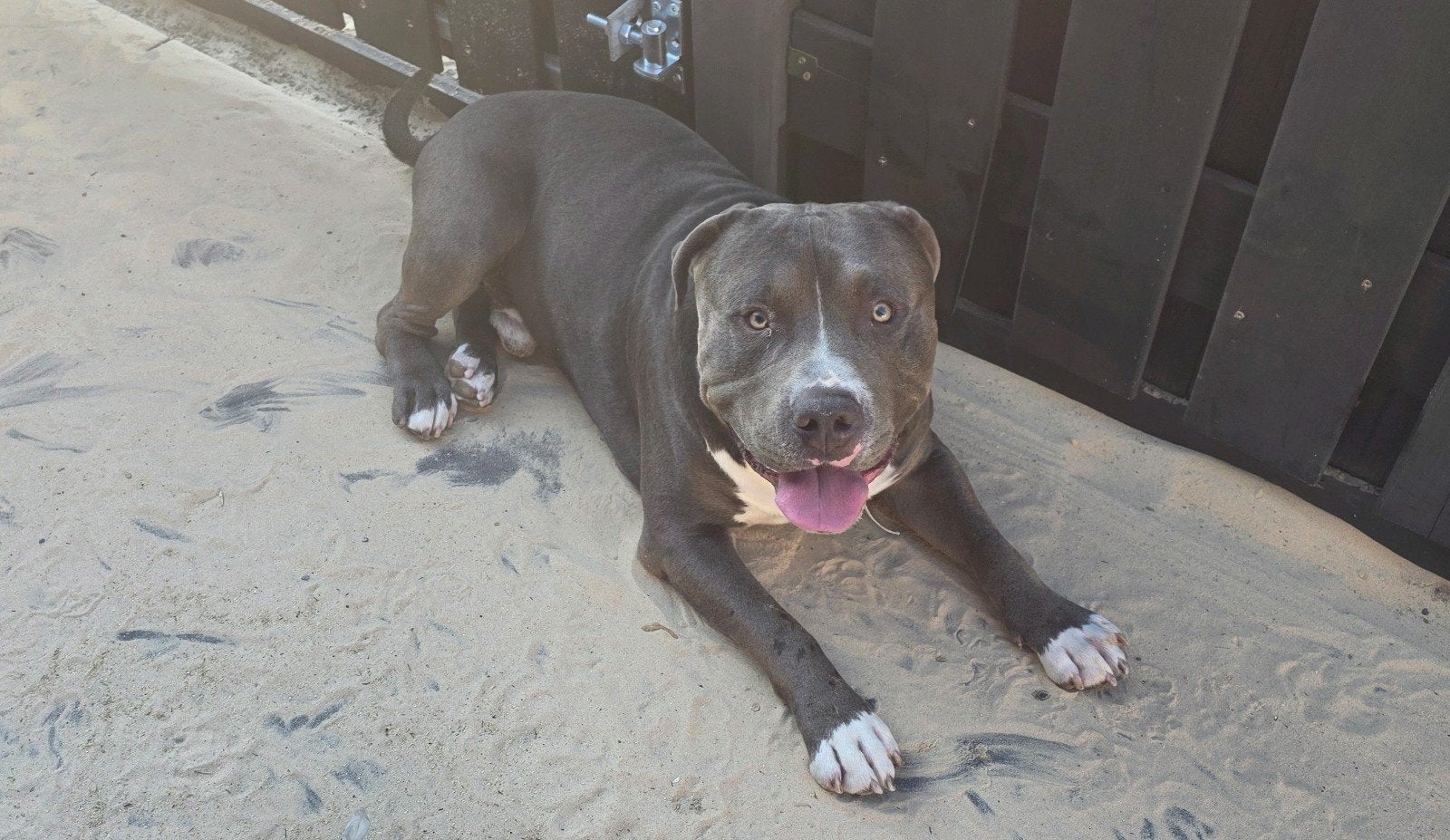 american bully 19 maand, Dieren en Toebehoren, Reu, 1 tot 2 jaar, Groot, Eén hond