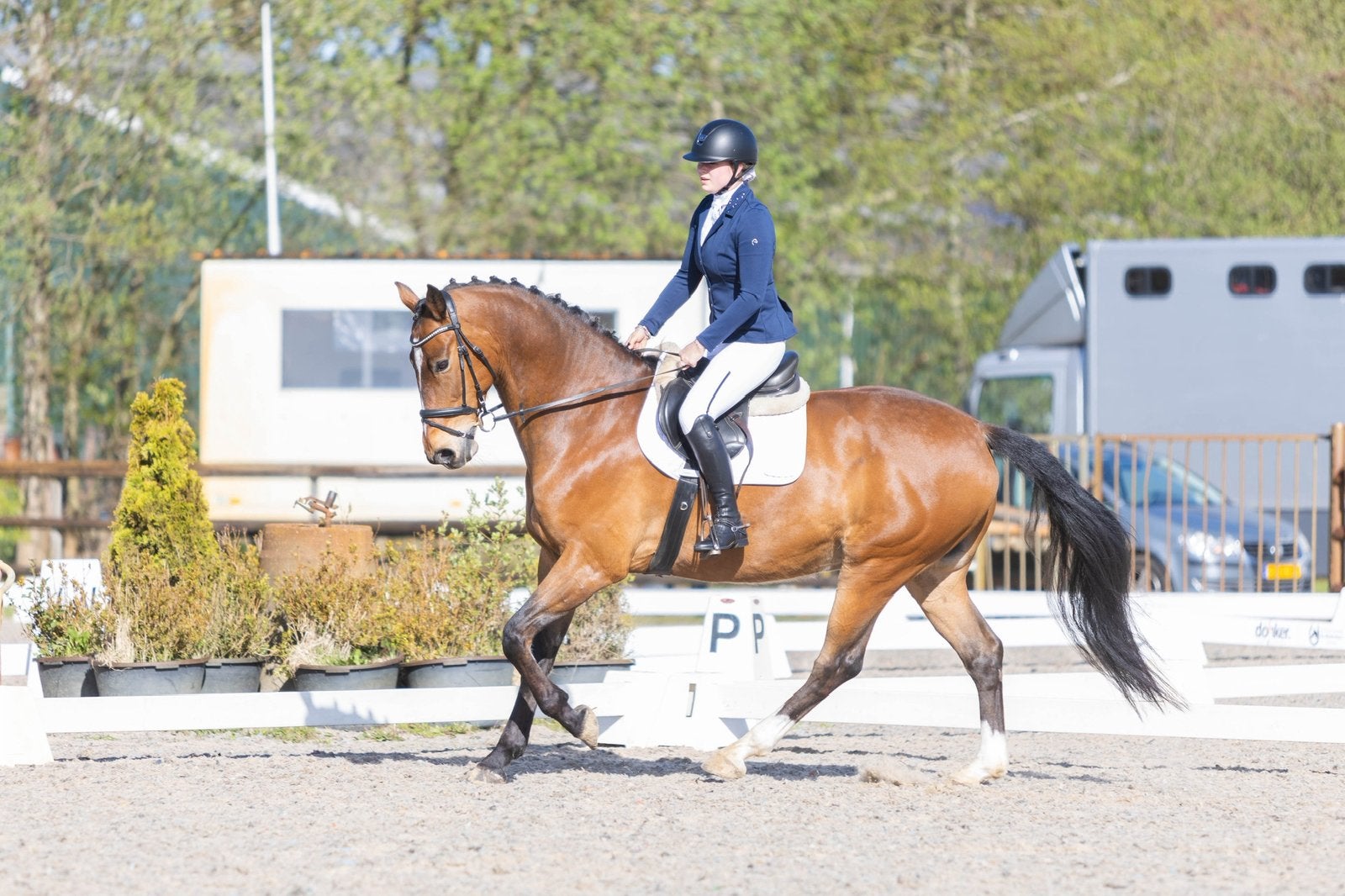 Lief 9 jarig allround sportpaard, Dieren en Toebehoren, Paarden, Springpaard, Met stamboom, Ruin, M