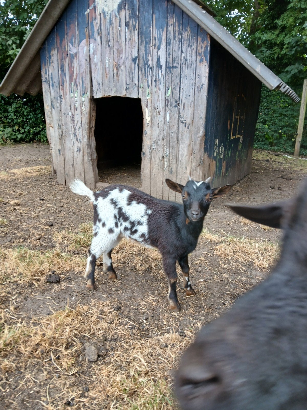 Dwerggeitje te koop, Dieren en Toebehoren, Schapen, Geiten en Varkens, Vrouwelijk, Geit
