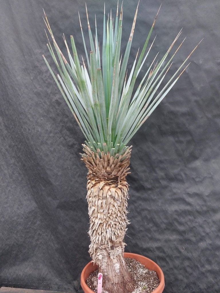 Yucca rigida 8, 125 cm, stam 60 cm, Tuin en Terras, Ophalen of Verzenden, Vaste plant, Overige soorten, Volle zon