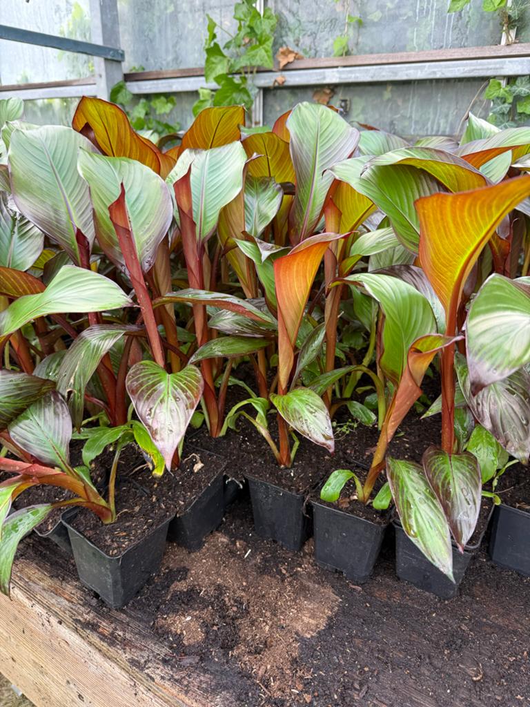 Ensete maurelii rode banaan Tropische Blikvanger voor d Tuin, Tuin en Terras, Planten | Tuinplanten, Overige soorten, Volle zon