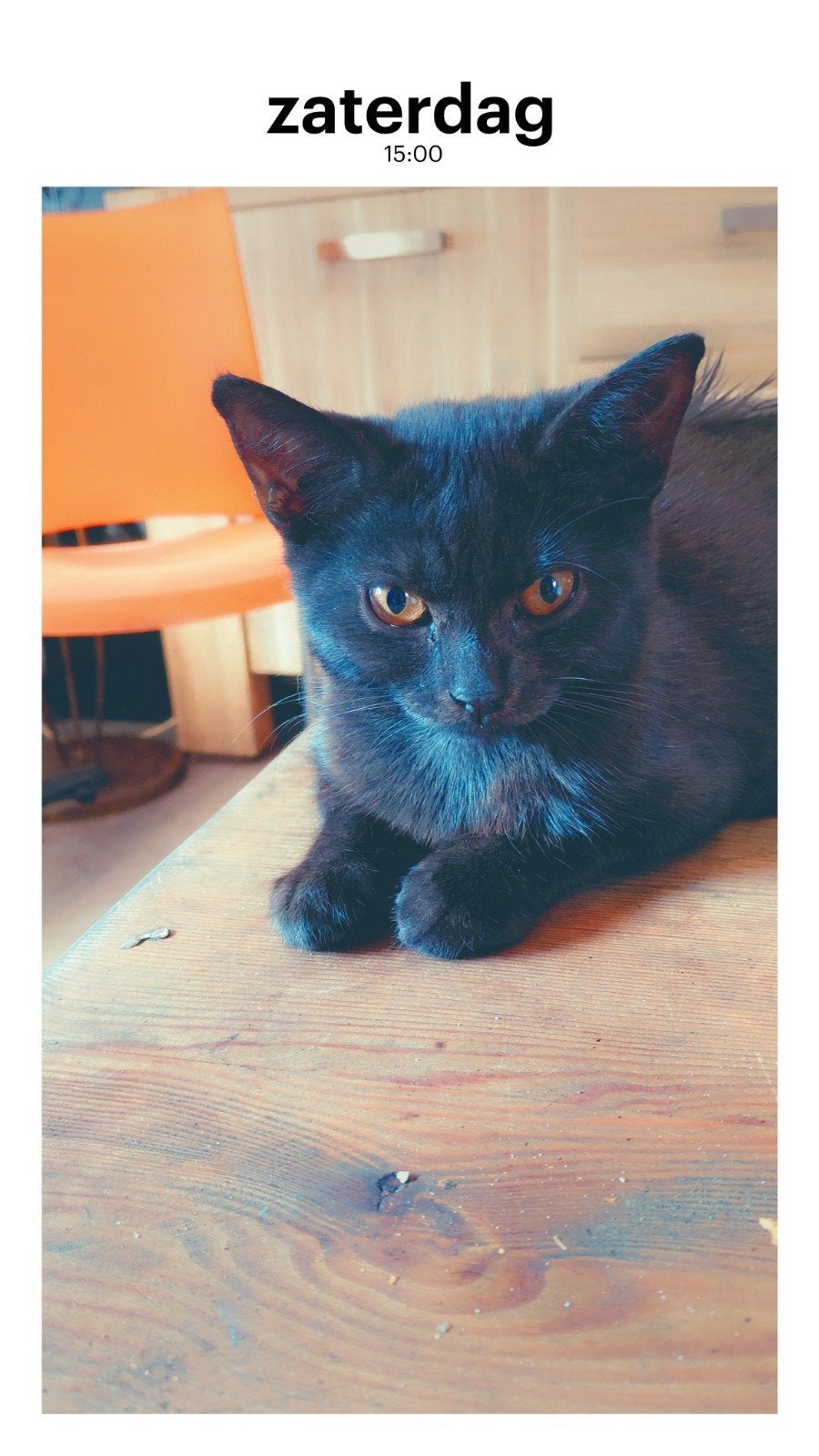 chartreux poesje en  blauw katerje, Dieren en Toebehoren, Meerdere dieren, 0 tot 2 jaar