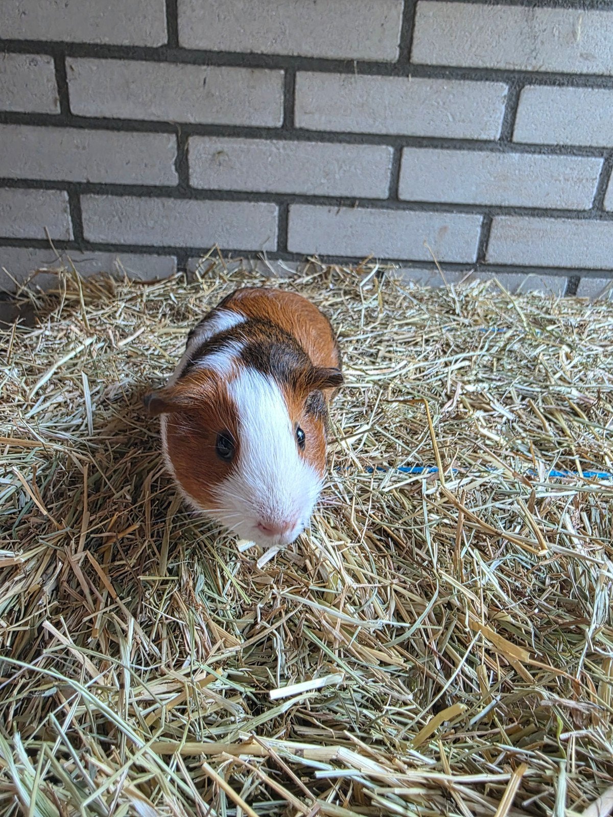 Jonge cavia man, Dieren en Toebehoren, Knaagdieren, April, Mannelijk, Cavia