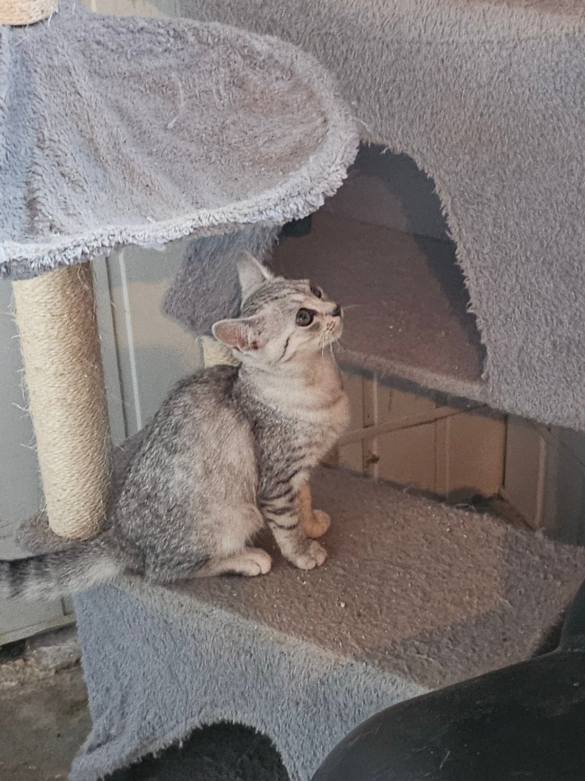 Twee lieve zusjes zoeken een warm en liefdevol thuis 

Met, Poes, Ontwormd, 0 tot 2 jaar