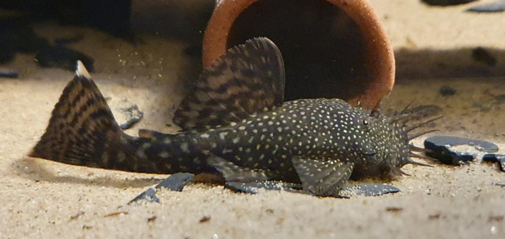Borstelneus, bristlenose, algeneter, Vis, Zoetwatervis, Schoolvis