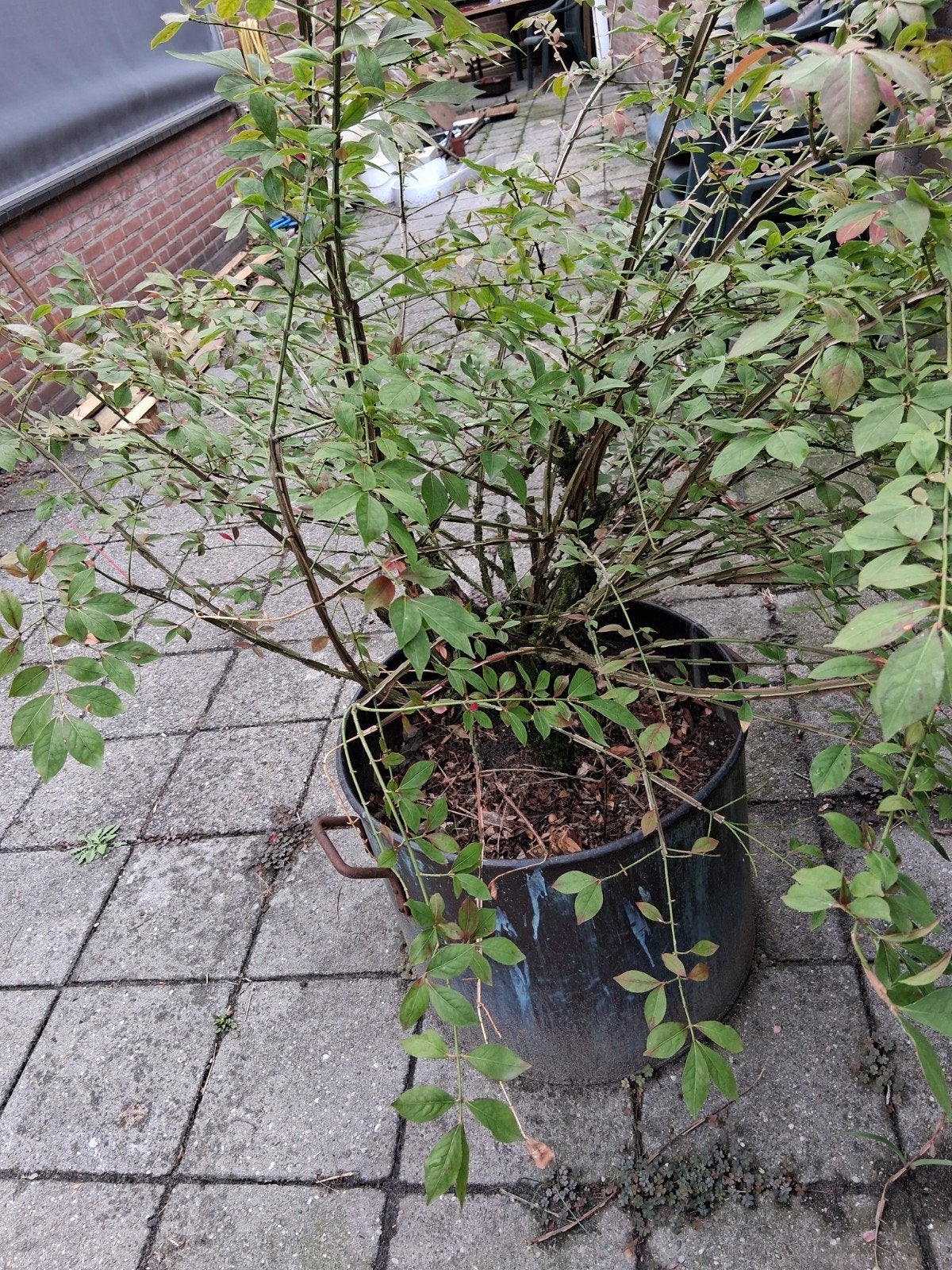 Kardinaalsmuts, Ophalen of Verzenden, Overige soorten, 100 tot 250 cm