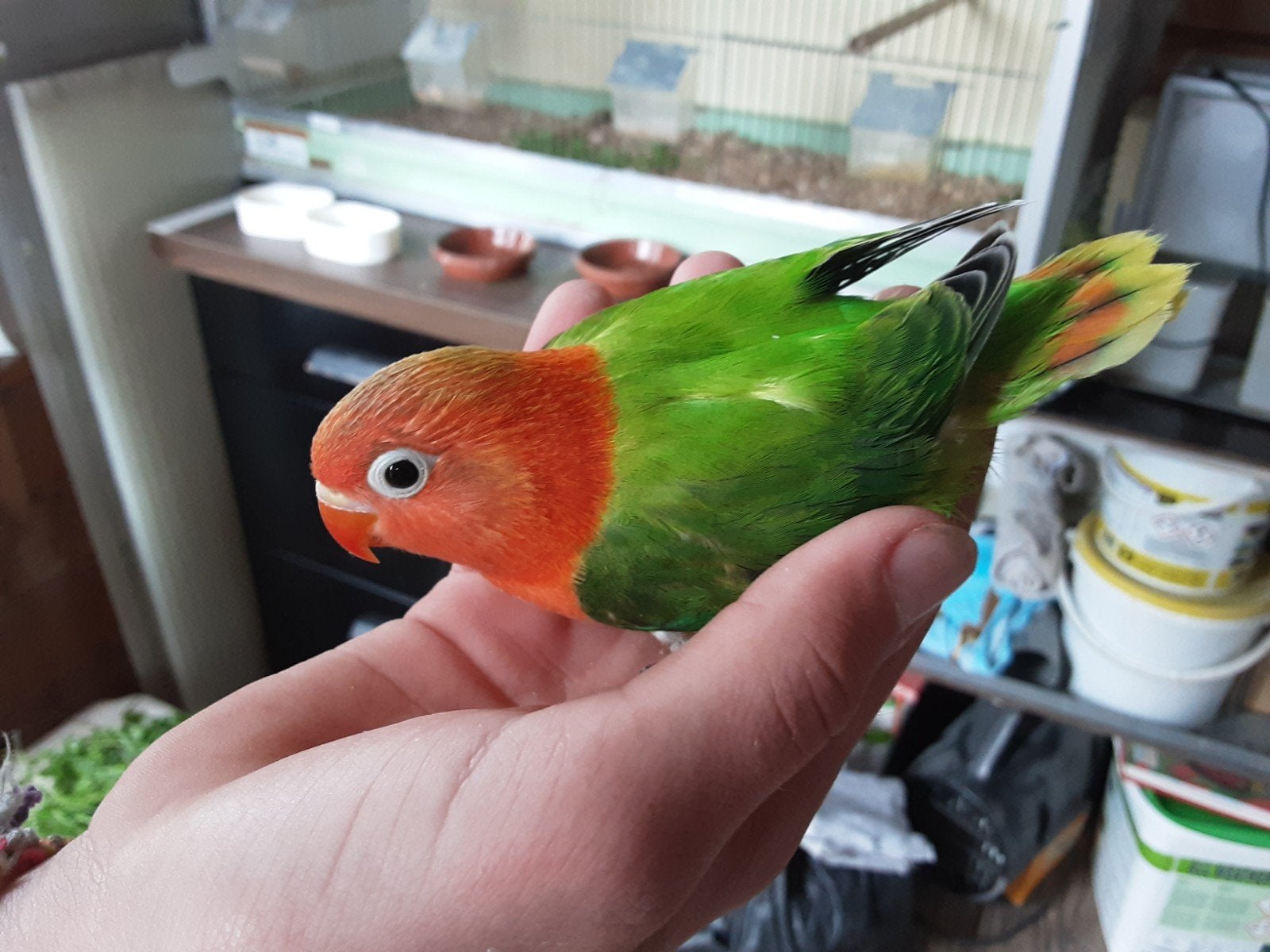 2 jonge opaline wildkleur fischeri's voor tam of kweek., Geslacht onbekend, Dwergpapegaai of Agapornis, Geringd