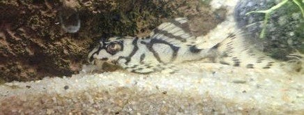 hypancistrus L236 Lnummer, Dieren en Toebehoren, Vis