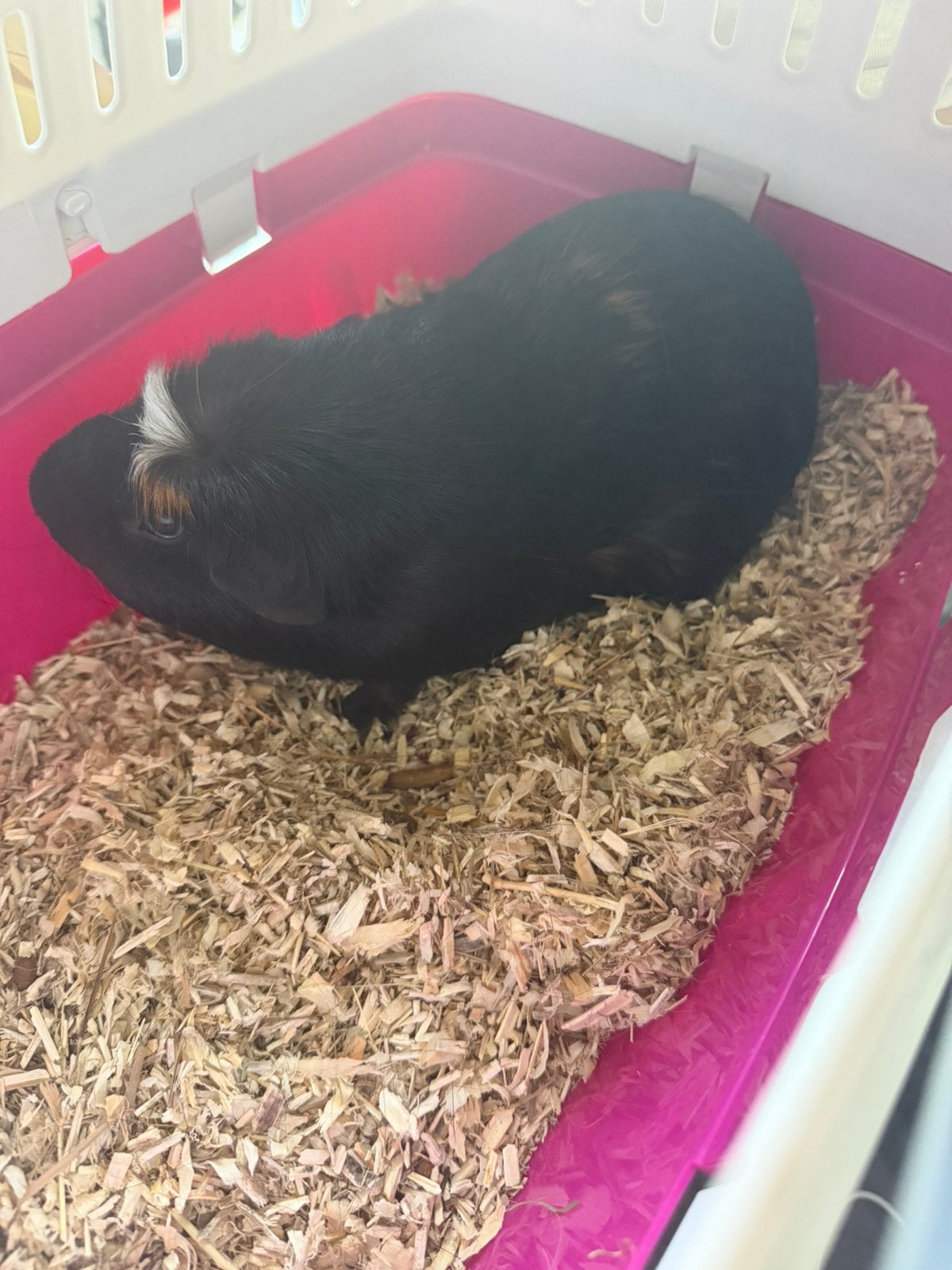 Cavia (mannetje) 11 maanden + complete kooi, Dieren en Toebehoren, Oktober, Mannelijk, Cavia
