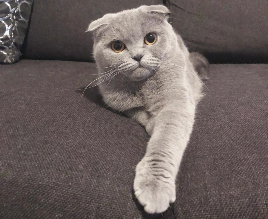 poes, Dieren en Toebehoren, Katten en Kittens | Overige Katten, Poes