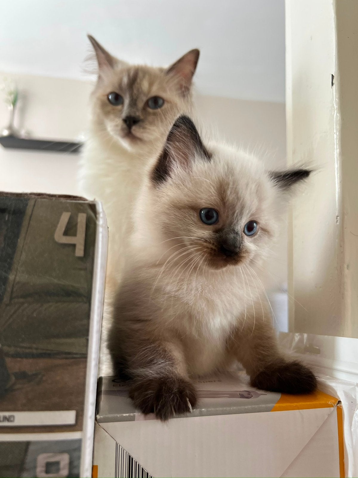 Ragdoll kittens te koop, Meerdere dieren, Ontwormd