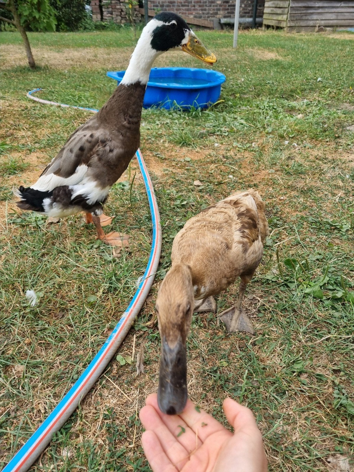 Koppel loopeenden, Dieren en Toebehoren, Meerdere dieren, Eend