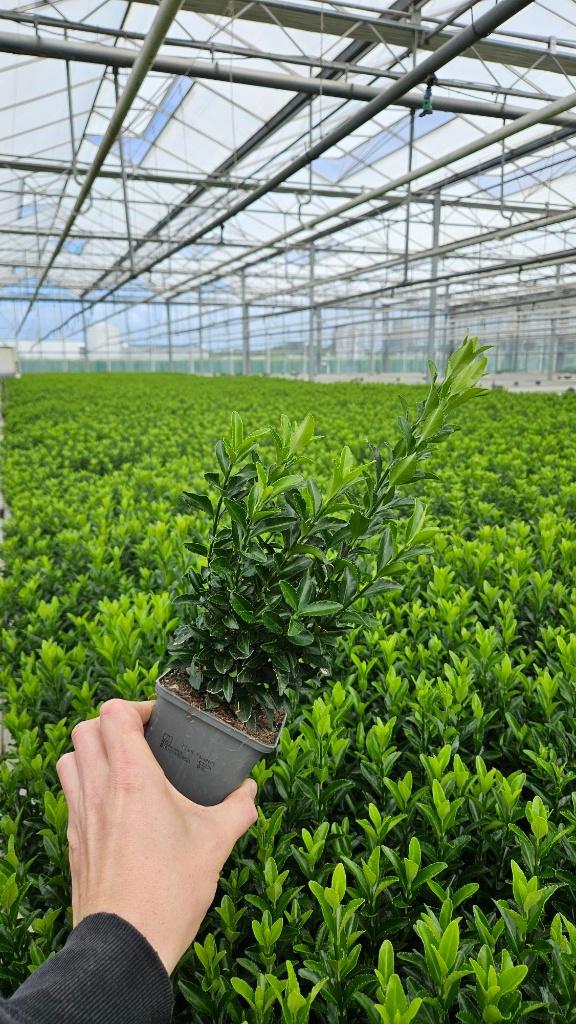 Euonymus Green Spire - Kardinaalsmuts - haagplant, Ophalen of Verzenden, Overige soorten, Haag, Minder dan 100 cm