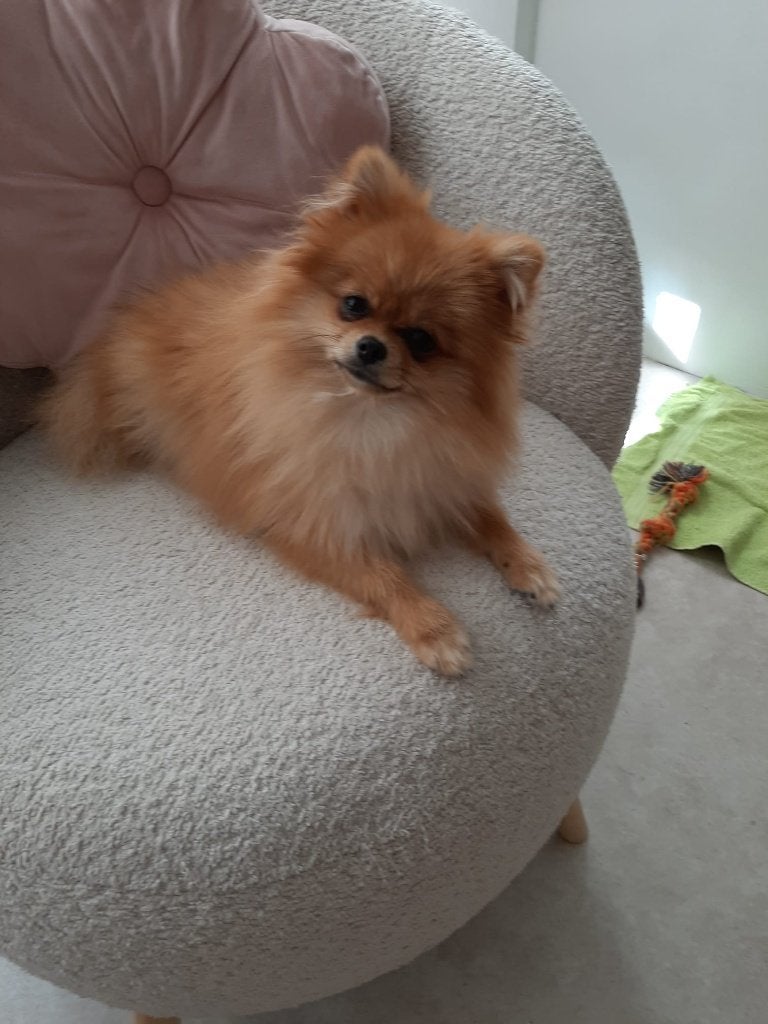 Lief Klein pupje Dwergkeesje (Pomeriaantje), Dieren en Toebehoren, Honden | Chihuahua's en Gezelschapshonden, 15 weken tot 1 jaar
