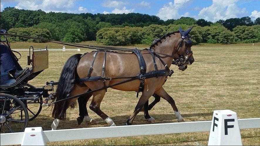 7 jarige New Forest Ster merrie, Merrie, Met stamboom, C pony (1.27m tot 1.37m), 7 tot 10 jaar