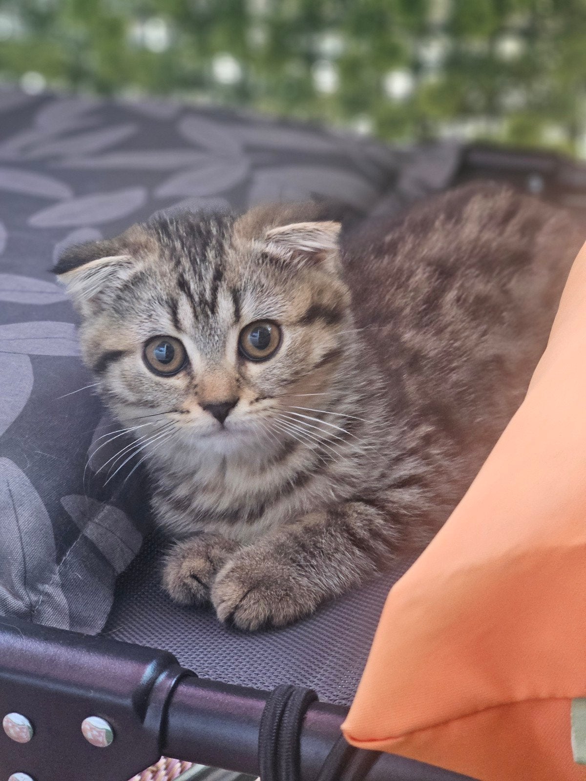 Britse korthaar x langhaar kitten poesje, Dieren en Toebehoren, Katten en Kittens | Raskatten | Korthaar, Poes, Ontwormd, 0 tot 2 jaar