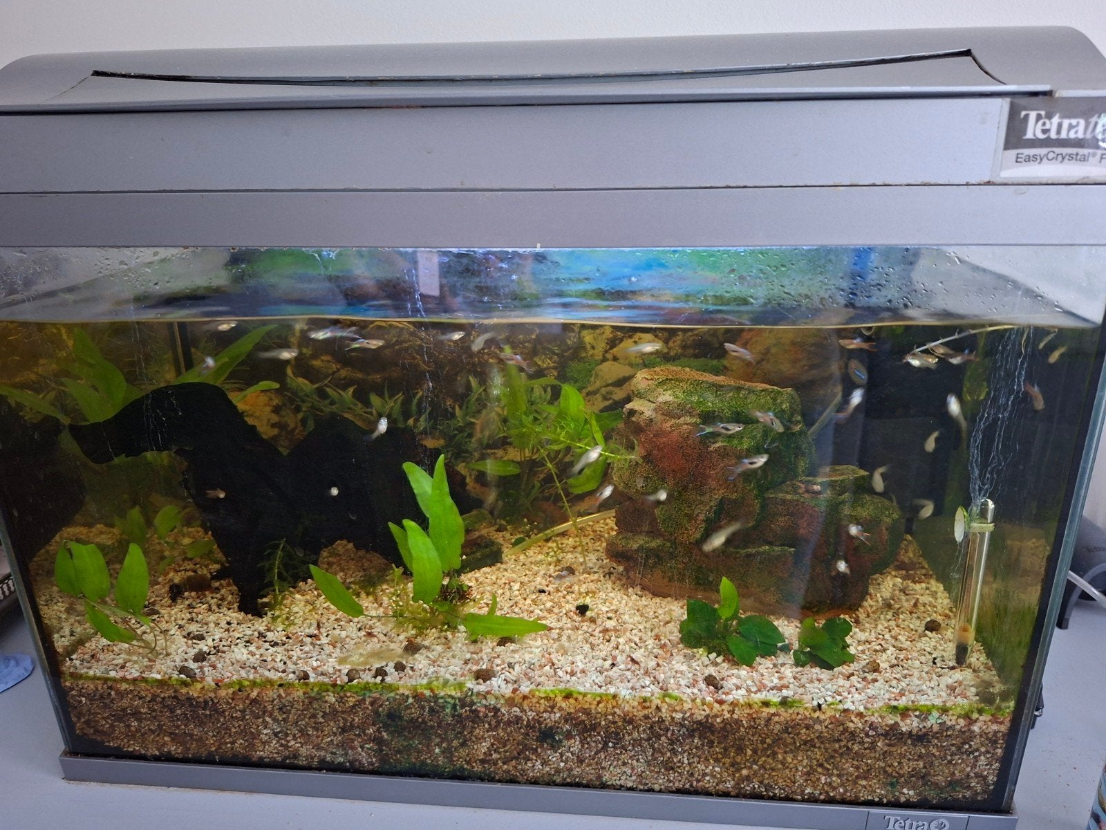 Aquarium Tetra met toebehoren, Dieren en Toebehoren, Vissen | Aquariumvissen, Vis, Zoetwatervis, Schoolvis