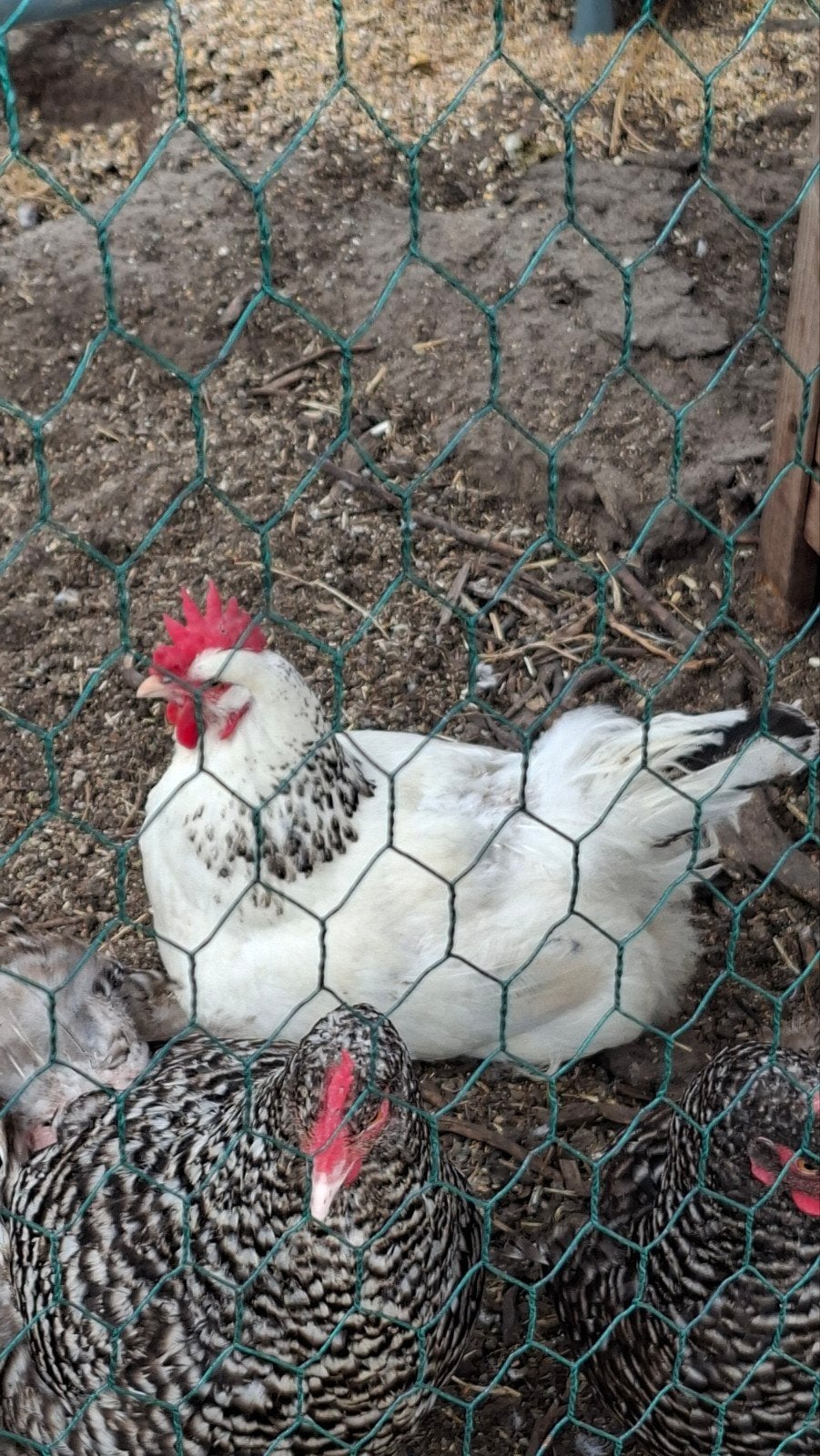 Raszuivere Sussex hen, Vrouwelijk, Kip