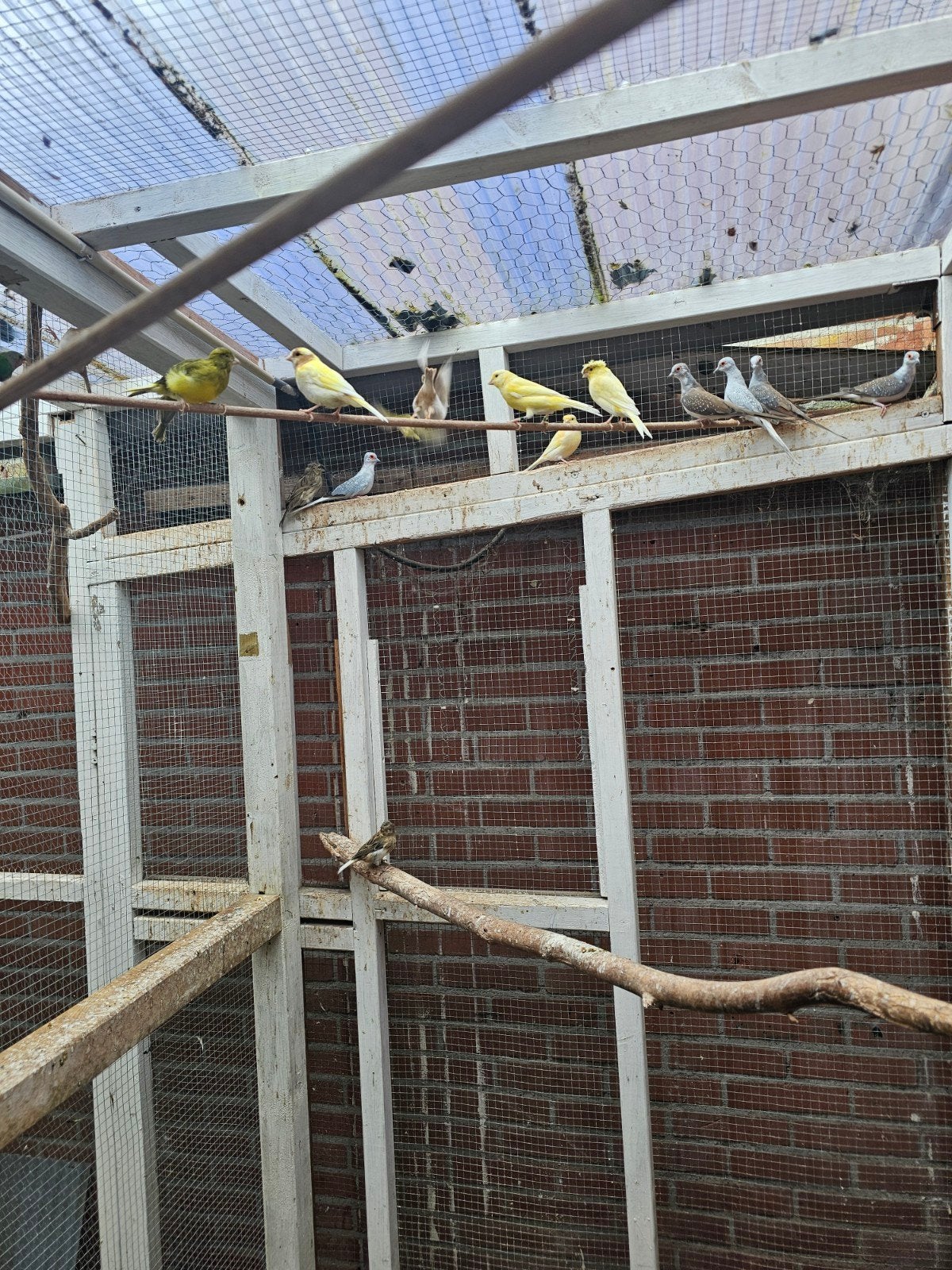 9 tal mooie kanaries, Meerdere dieren, Kleurkanarie