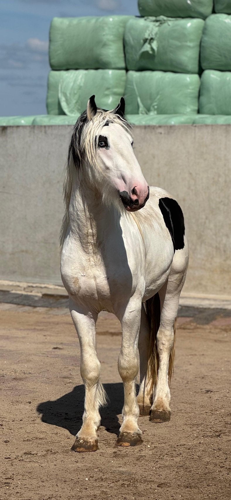 2,5 jarige grote maat Irish Cob/ Tinker hengst, Dieren en Toebehoren, Paarden, Hengst, Dressuurpaard, Ontwormd, 0 tot 2 jaar