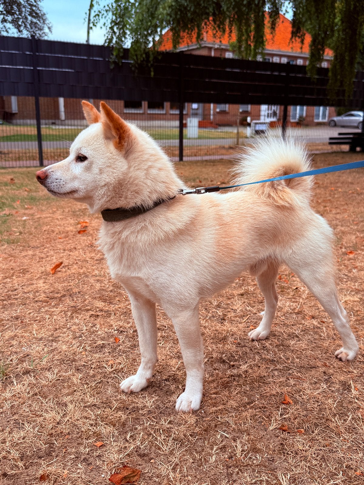 Shiba Inu Reu, Dieren en Toebehoren, Parvo, Eén hond, 3 tot 5 jaar, Nederland