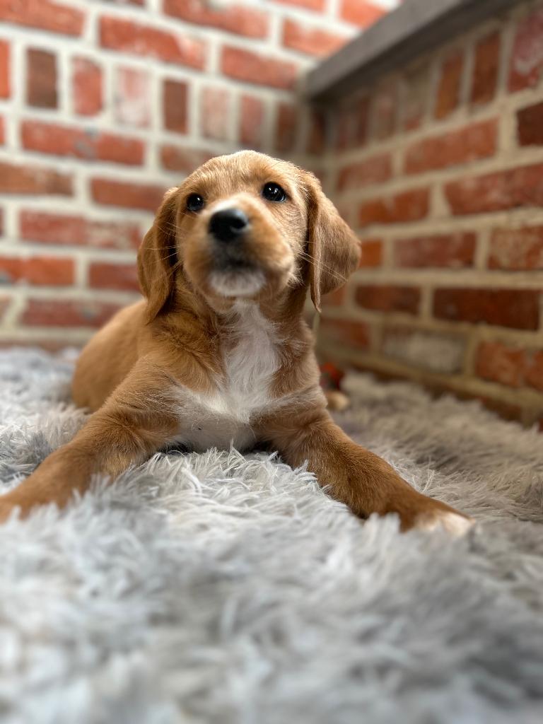 Prachtige Labradoodle pups, Parvo, België, Fokker | Hobbymatig, 8 tot 15 weken