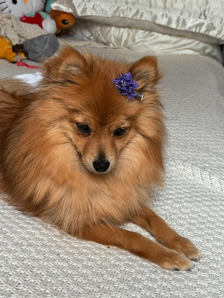 De Allerliefste Pomeriaan puppy, Dieren en Toebehoren, Keeshond, 15 weken tot 1 jaar, Teef, Parvo