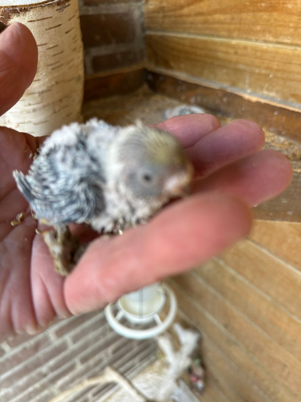 Baby grasparkieten zie Beschrijving, Dieren en Toebehoren, Vogels | Parkieten en Papegaaien, Meerdere dieren, Tam