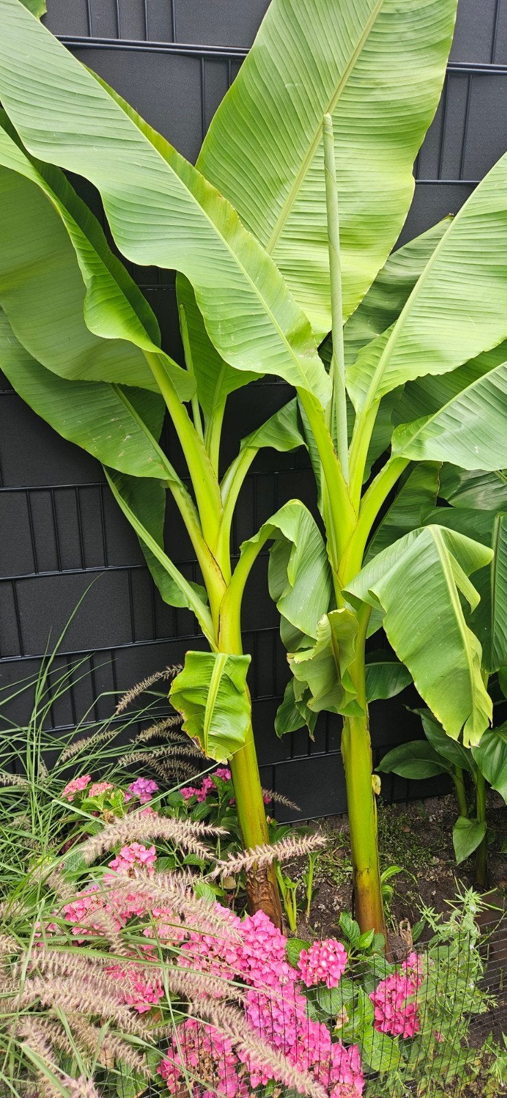Bananenplant (Musa Basjoo) - Winterharde Exoot, Ophalen