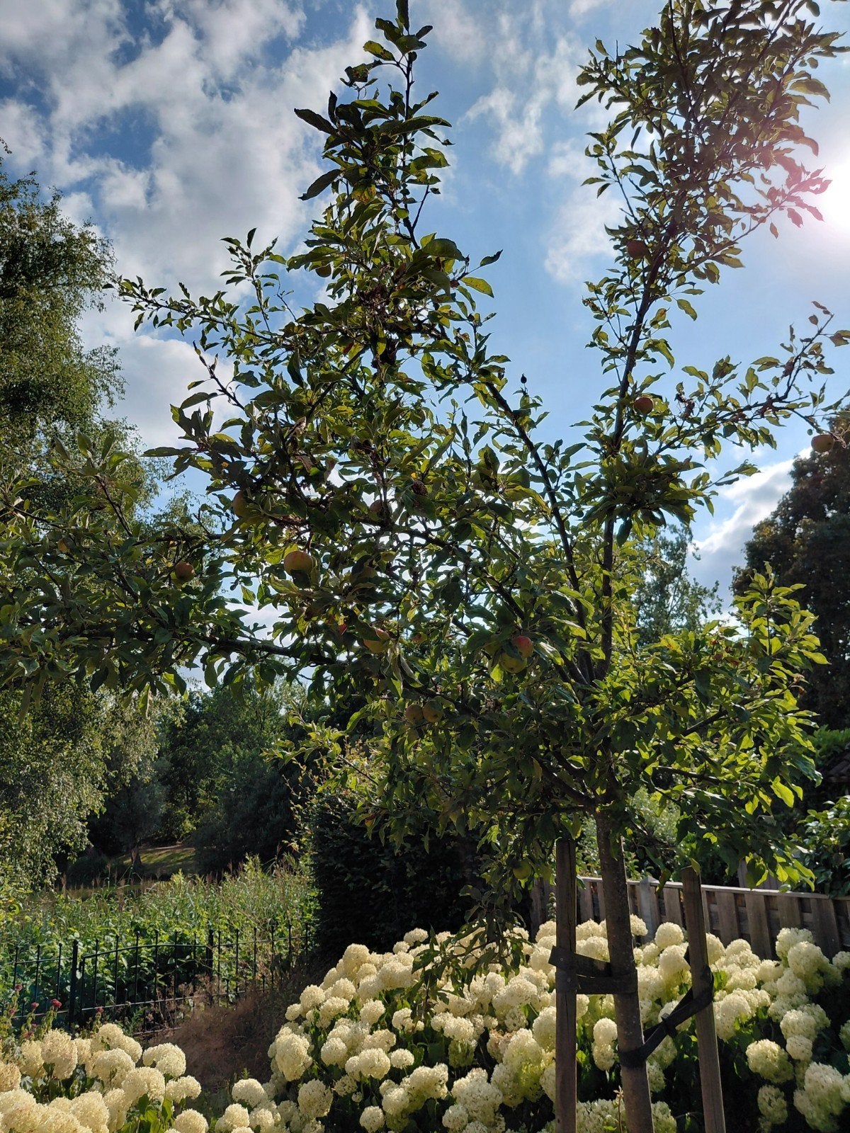 Appelboom (elstar), Ophalen, Lente, Volle zon, Overige soorten