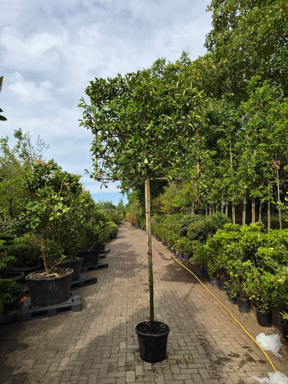 Leiphotinia - Prachtige groenblijvende leiboom, Leiboom, Lente, 250 tot 400 cm, Ophalen