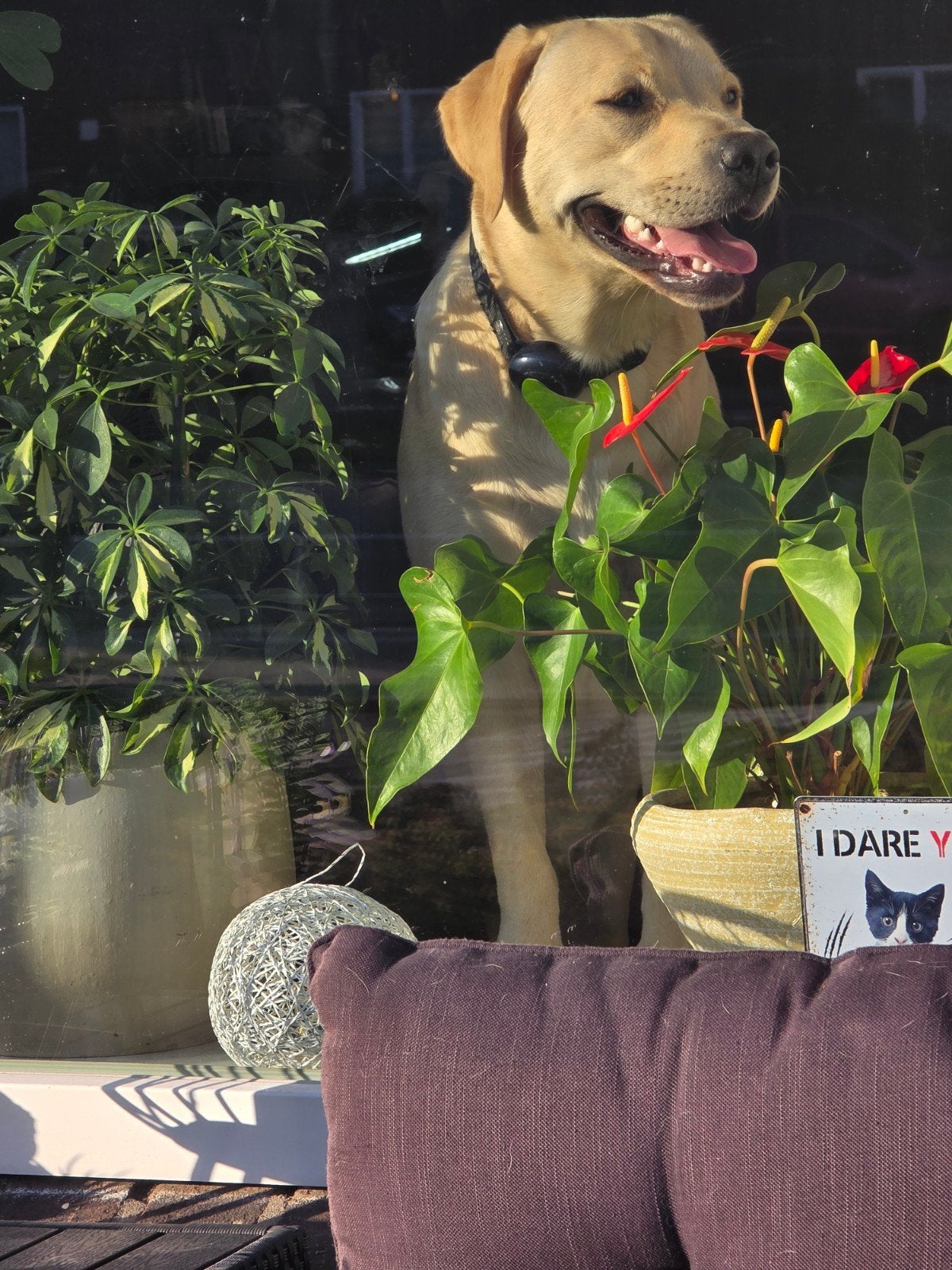 Labrador, Ophalen, Zo goed als nieuw