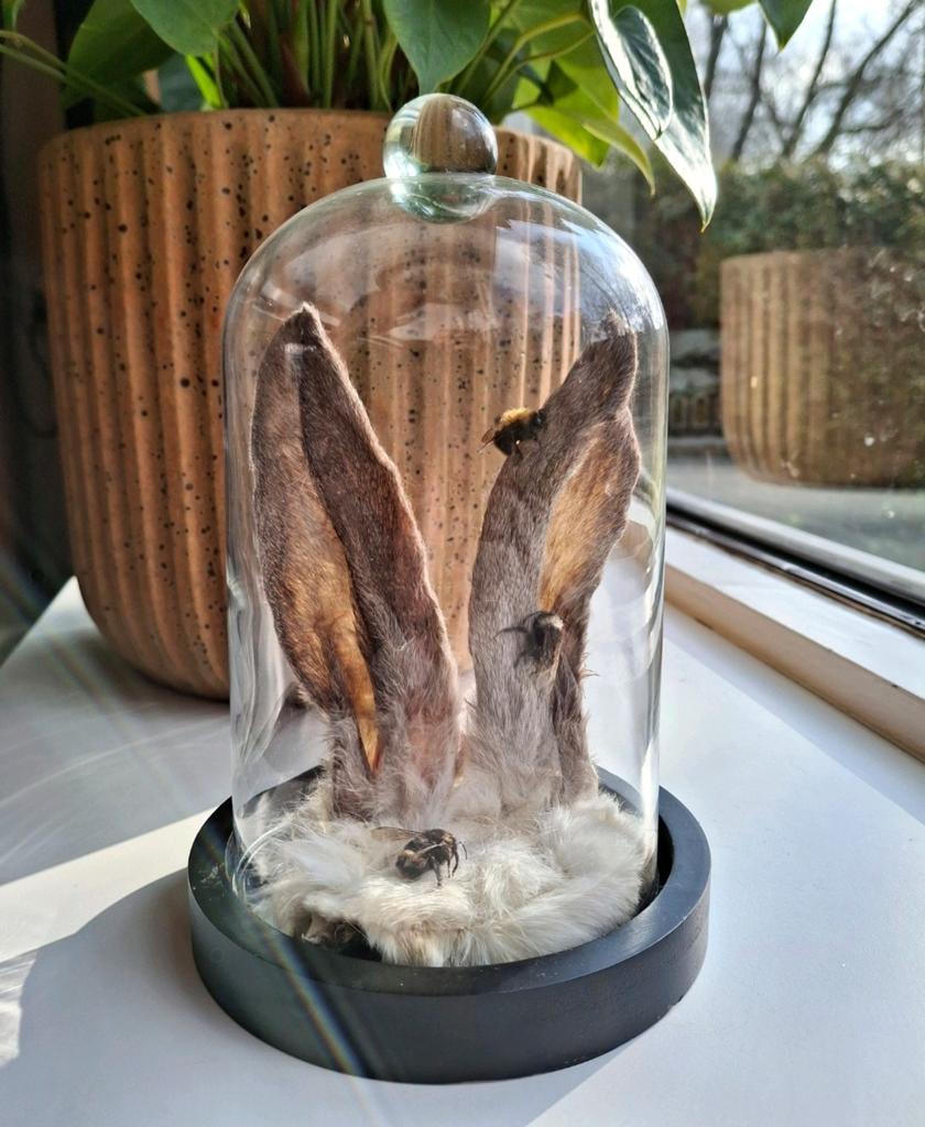 Konijnenoren taxidermie met bijen, Verzamelen, Ophalen of Verzenden, Nieuw, Overige soorten, Opgezet dier
