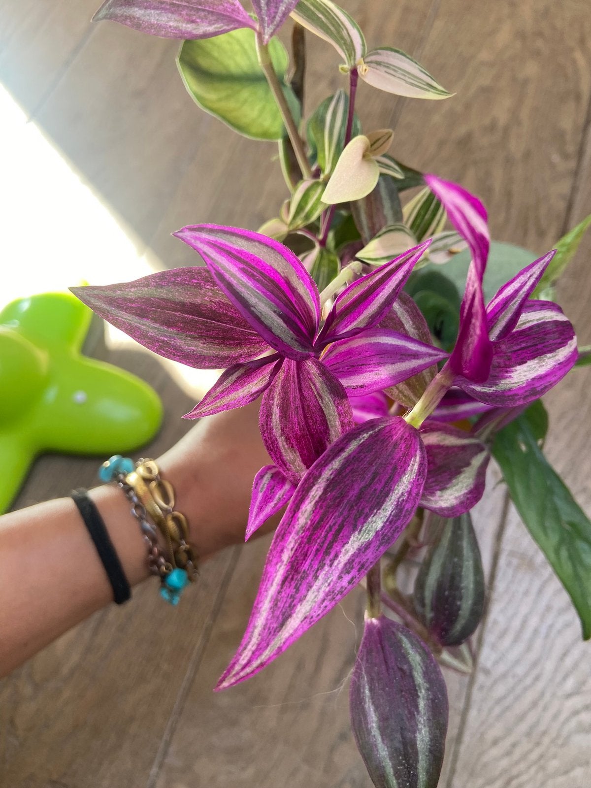 Tradescantia pink paradise, Ophalen of Verzenden, Halfschaduw, Minder dan 100 cm