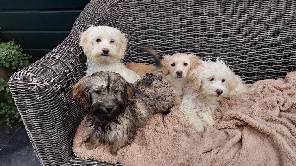 BOOMER PUPS    ( Wollig en speels  ), Dieren en Toebehoren, Parvo, Nederland, 15 weken tot 1 jaar, Meerdere
